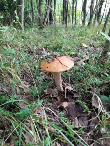 Grzyby w Czarnej Górze